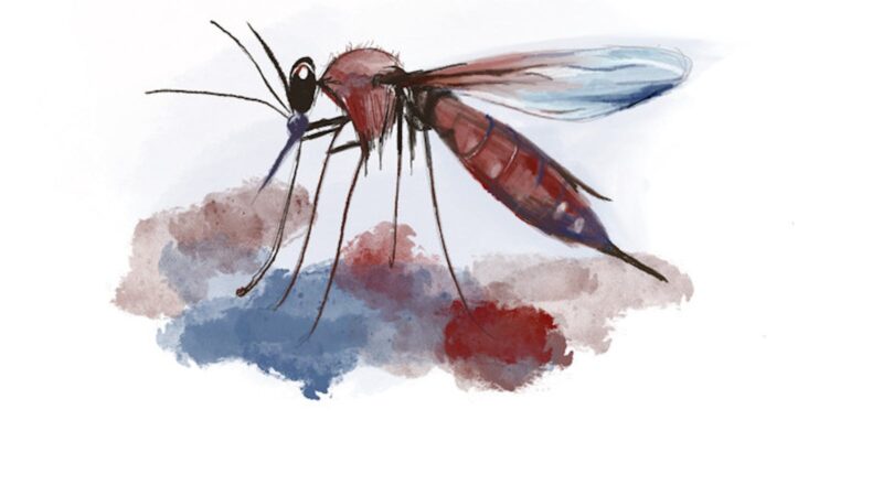 Carrier of rare mosquito diseases