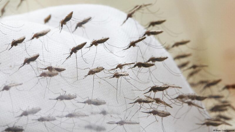 Treated mosquito nets will not allow mosquitoes to go near the net