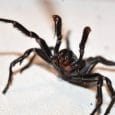 House spiders tend to prowl for insects