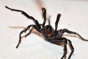 House spiders tend to prowl for insects