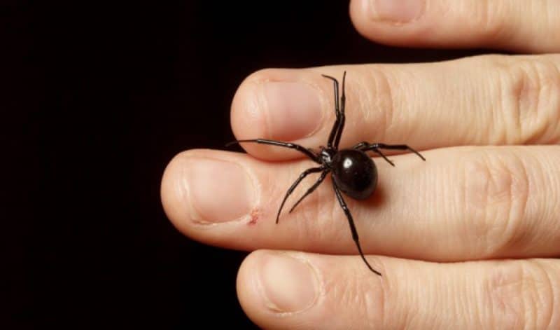 Spider on a woman's hand eats flies