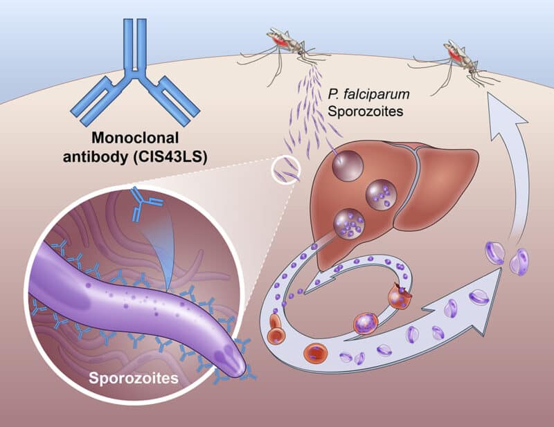 Life cycle of a malaria parasite