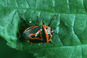 Stink bugs can infest your garden and home