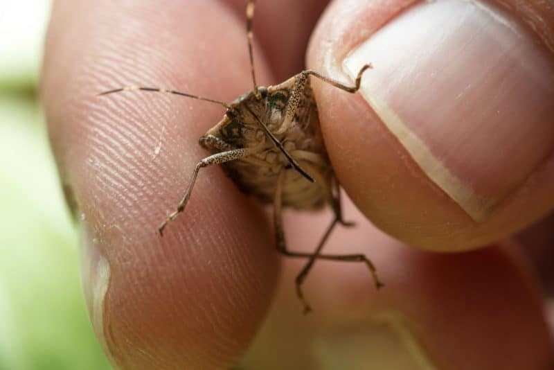 These bugs can enter your home i the fall and winter seasons