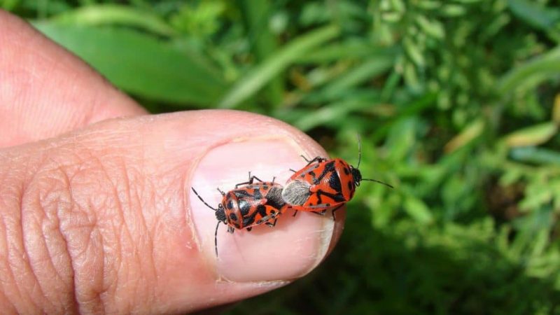 Stink bugs on a finger 