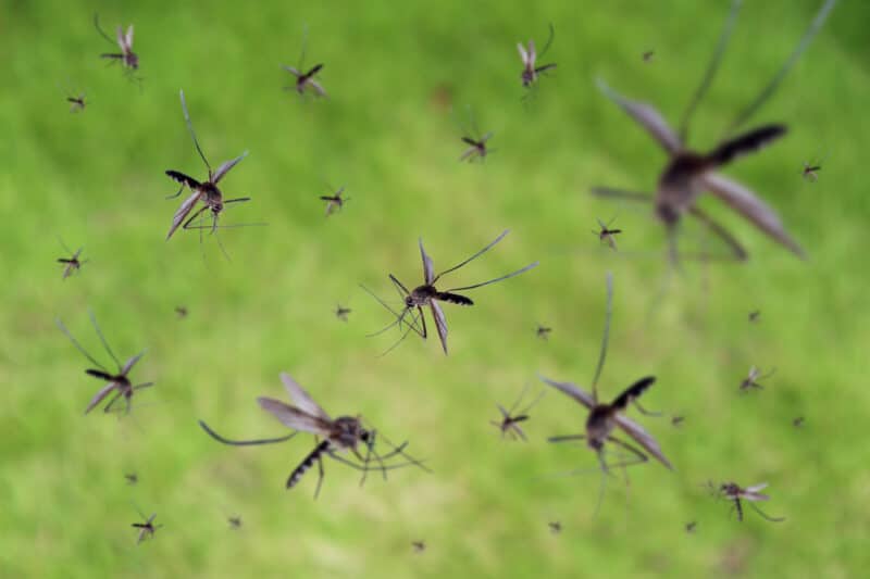 Detecting females in a swarm