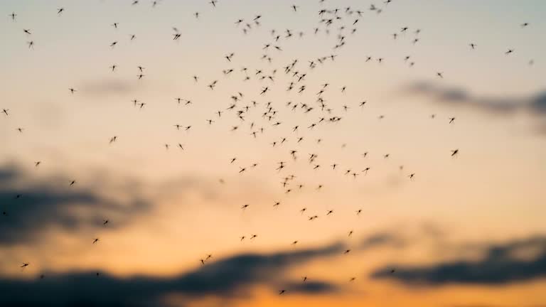 More mosquitoes search for a blood meal