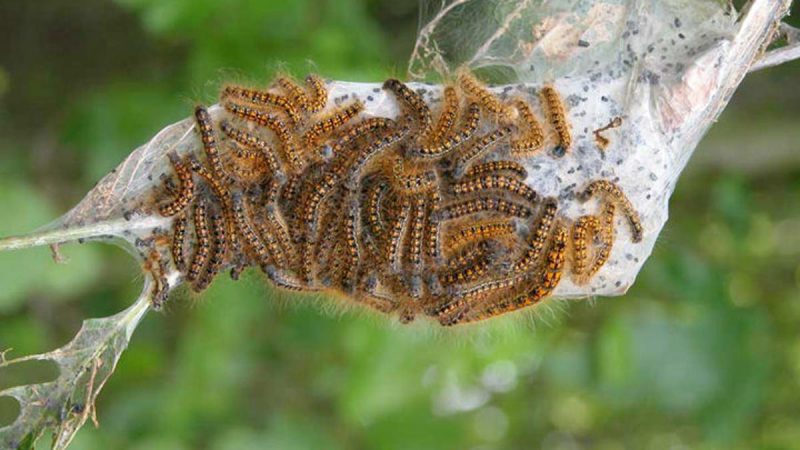 Hairy caterpillars congregating