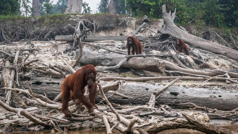 The decline in wildlife deprives mosquitoes of blood sources