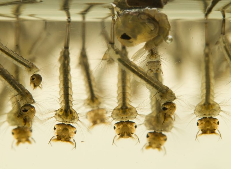 Larval stage of mosquitoes in the cold months