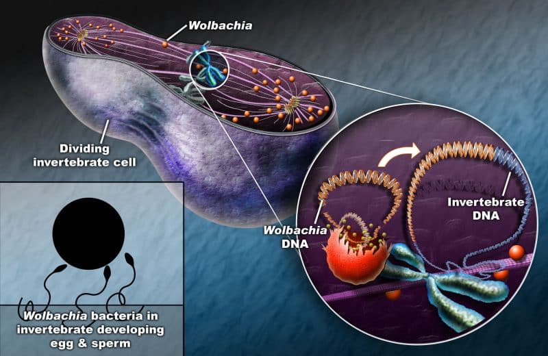 Wolbachia in mosquitoes