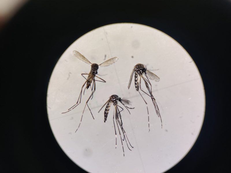 Cultured mosquitoes with Wolbachia