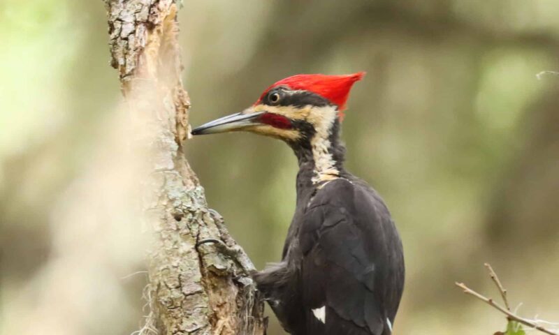 Woodpecker with West Nile virus