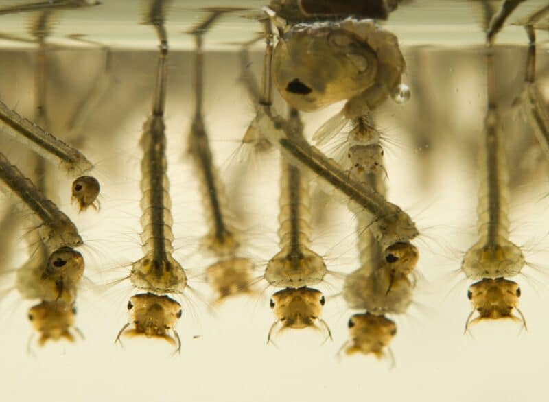 Wrigglers or mosquito larvae