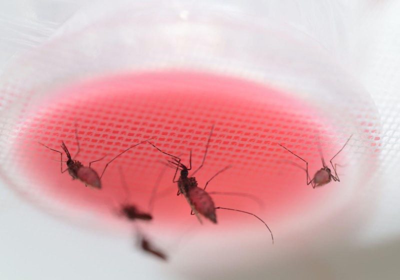 Mosquito crisis